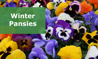 How do you grow winter pansies?